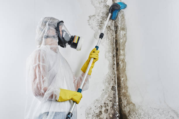 Best Black Mold Removal  in Pine Island, TX
