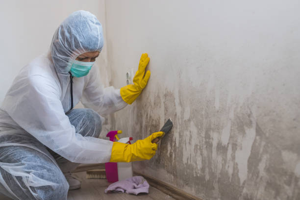 Best Home Mold Removal  in Pine Island, TX