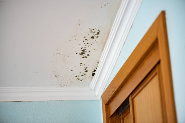 Best Mold Removal Near Me  in Pine Island, TX