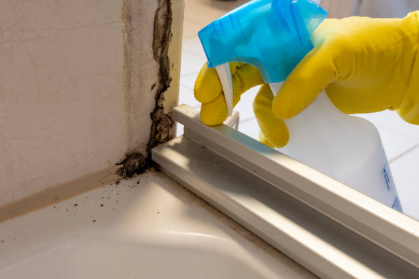 Best Home Mold Removal  in Pine Island, TX