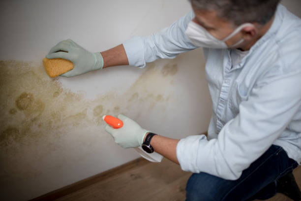 Best Mold Remediation  in Pine Island, TX