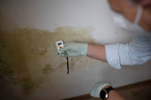 Best Office Mold Removal Services  in Pine Island, TX