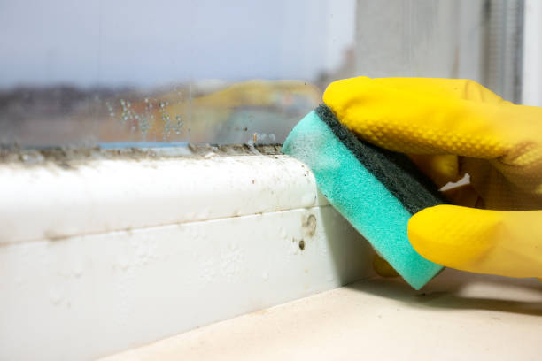 Best Black Mold Removal  in Pine Island, TX