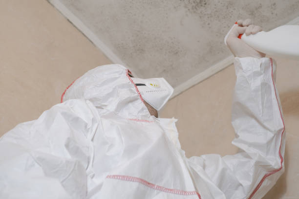 Best Affordable Mold Removal  in Pine Island, TX