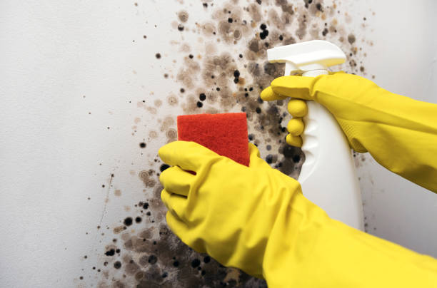 Best Best Mold Removal Companies  in Pine Island, TX