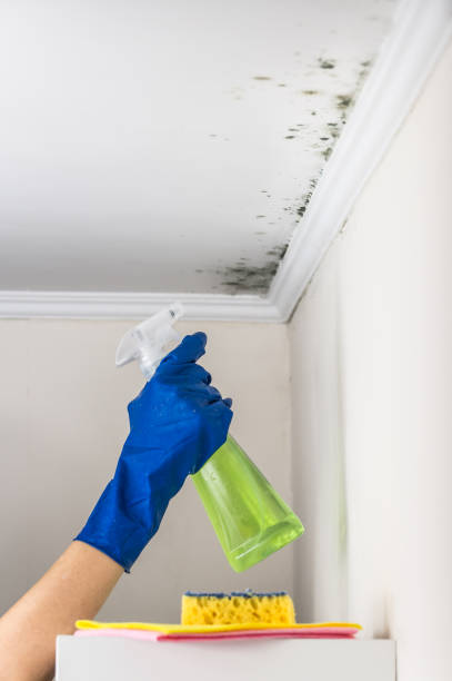 Best Commercial Mold Removal  in Pine Island, TX