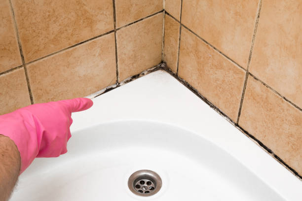 Best Attic Mold Removal  in Pine Island, TX